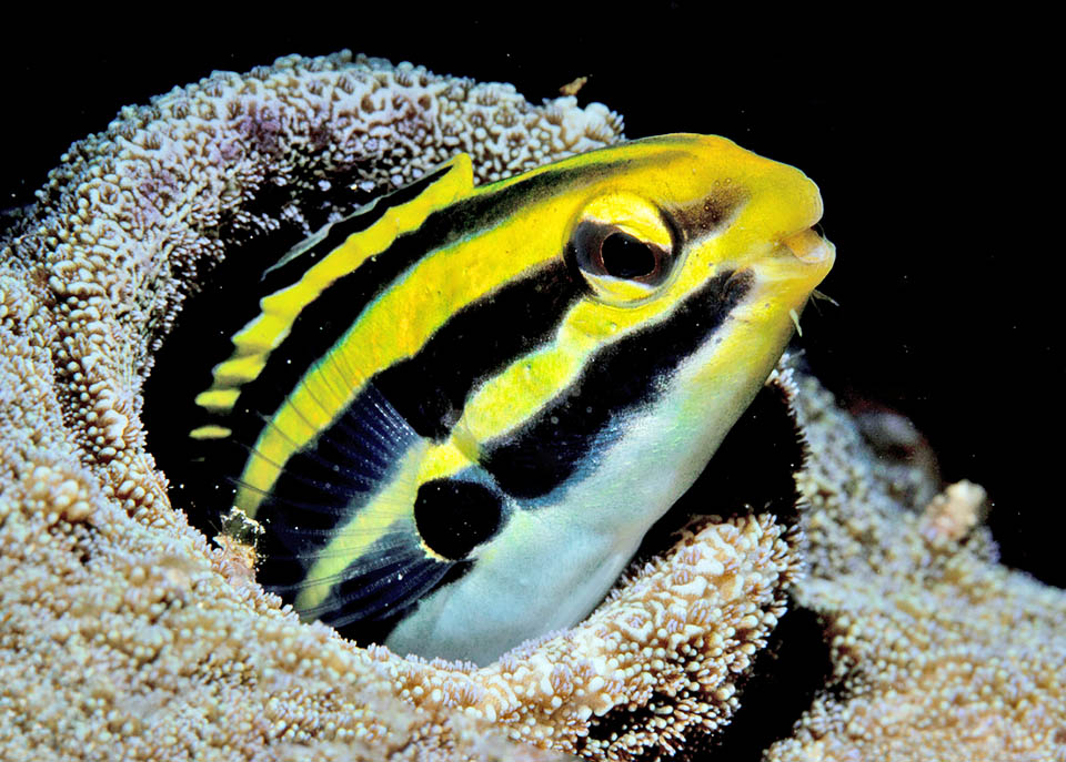 Il Blenny striato dai denti velenosi (Meiacanthus grammistes) copre un vasto areale dall’Indocina all’Australia e la Nuova Caledonia.