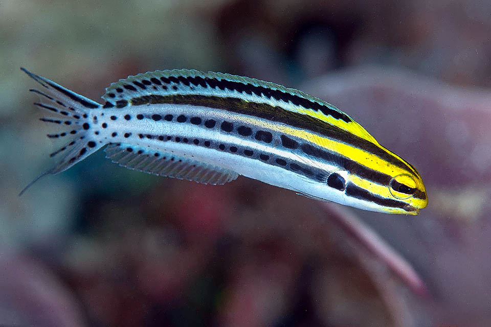 Meiacanthus grammistes raggiunge al massino gli 11 cm con un’elegante livrea aposematica, che i predatori associano a spiacevoli esperienze.