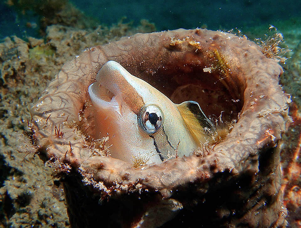 Abita come altri Blenniiformes nei tubi abbandonati dagli anellidi, ma anche in analoghe cavità allungate e persino nelle bottiglie di vetro che trova a volte in fondo al mare.