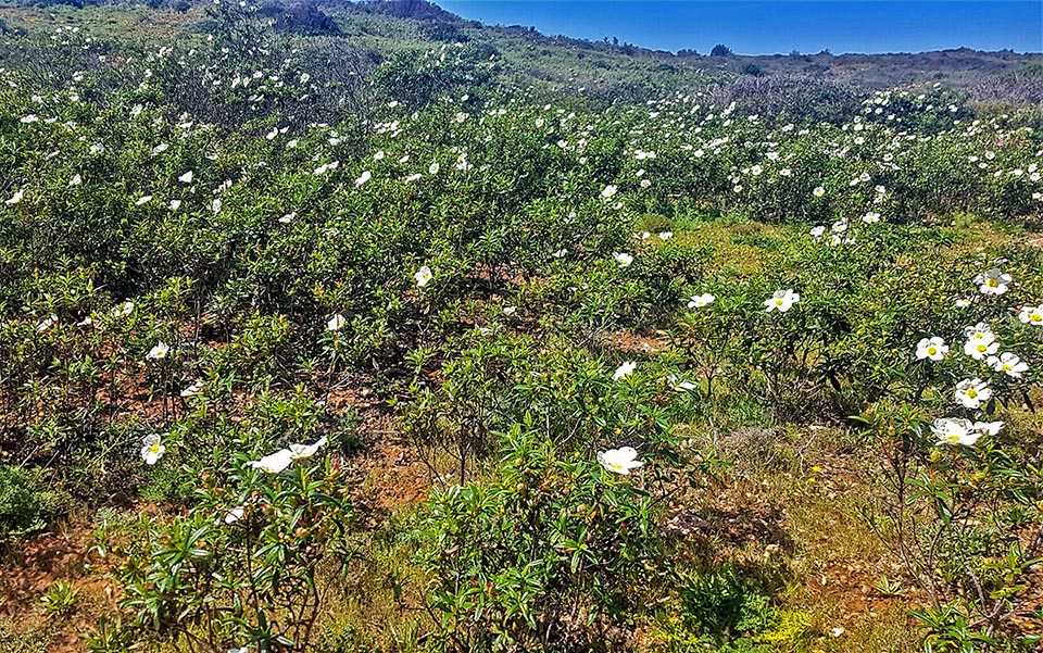 Questa è una tipica ‘macchia a cisto’ nel sud del Portogallo. Cistus laurifolius può superare i 2 m d’altezza con un’ampiezza pari alla metà.