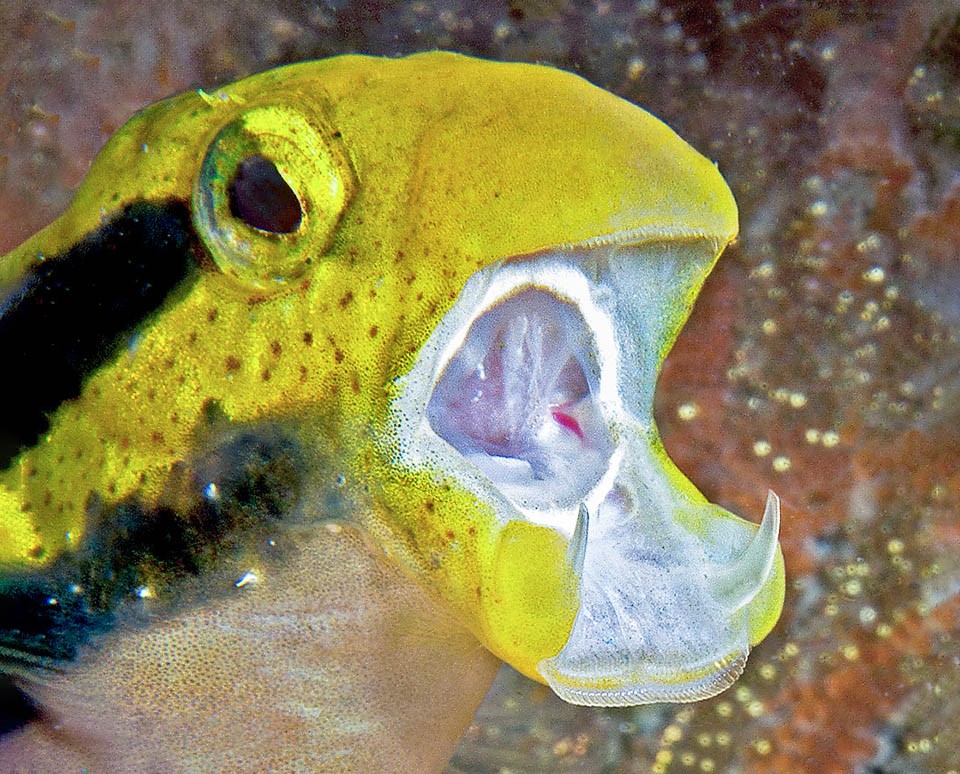 Oltre ai soliti denti a pettine dei blennidi, qui ben visibili, Meiacanthus grammistes possiede infatti due zanne cave collegate, come i serpenti, a ghiandole velenifere.