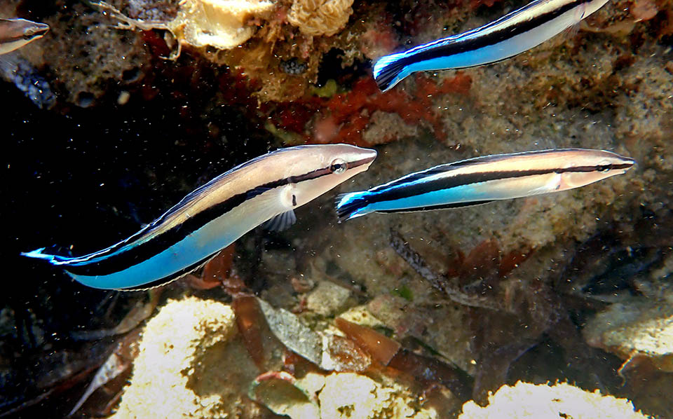 Il vit souvent en petits groupes non loin des stations de nettoyage où Labroides dimidiatus, nettoyeur honnête, débarrasse les poissons des parasites de la peau