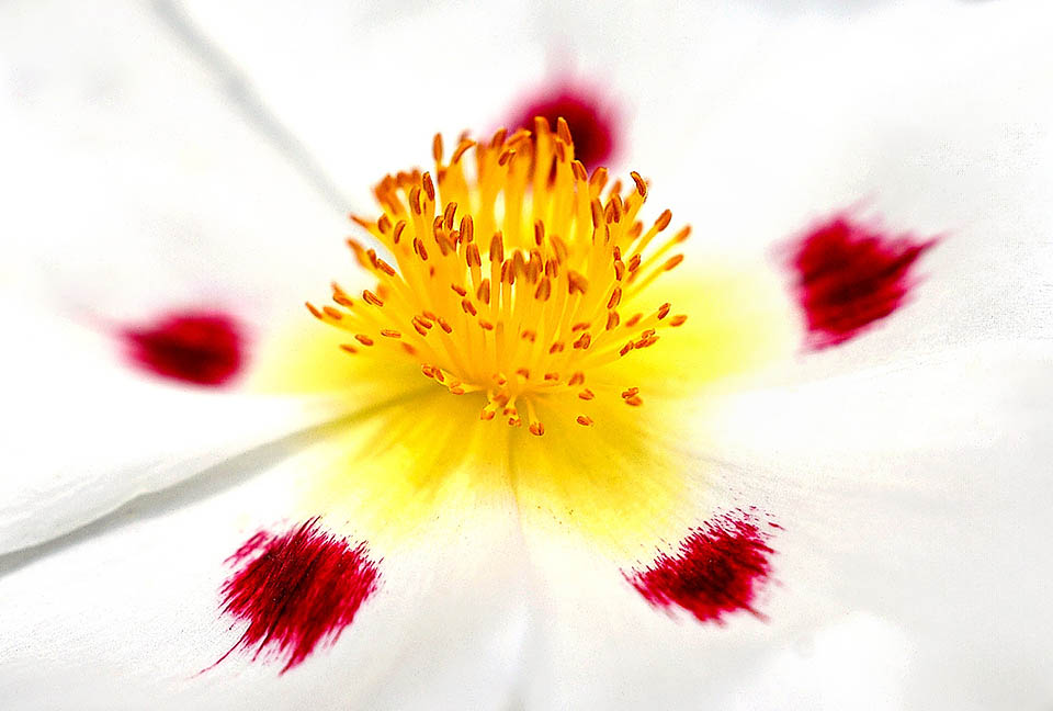 I fiori, solitari e profumati, misurano 7-10 cm. Sono bianchi con un’unghia gialla, in genere sovrapposta da una macchia rosso-marrone intenso sfrangiata al margine.