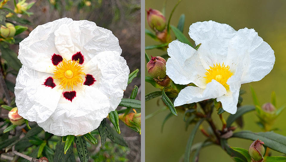 L’impollinazione è affidata ad apidi, sirfidi e coleotteri. A sinistra la forma normale, e a destra la sottospecie Cistus ladanifer sulcatus.