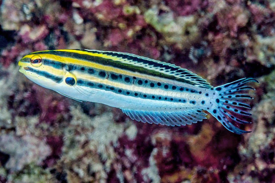 Non mancano naturalmente gli imitatori di questa preziosa livrea ammonitrice e Meiacanthus grammistes può cercare il cibo anche lontano da casa sicuro di farla franca.