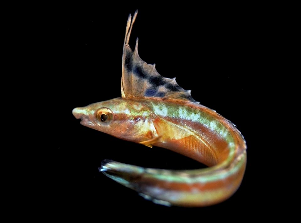 Un juvenile con los rayos vistosos propios de la edad. El Blenio falso limpiador también se alimenta de crustáceos, zooplancton, gusanos y huevos de peces demersales.