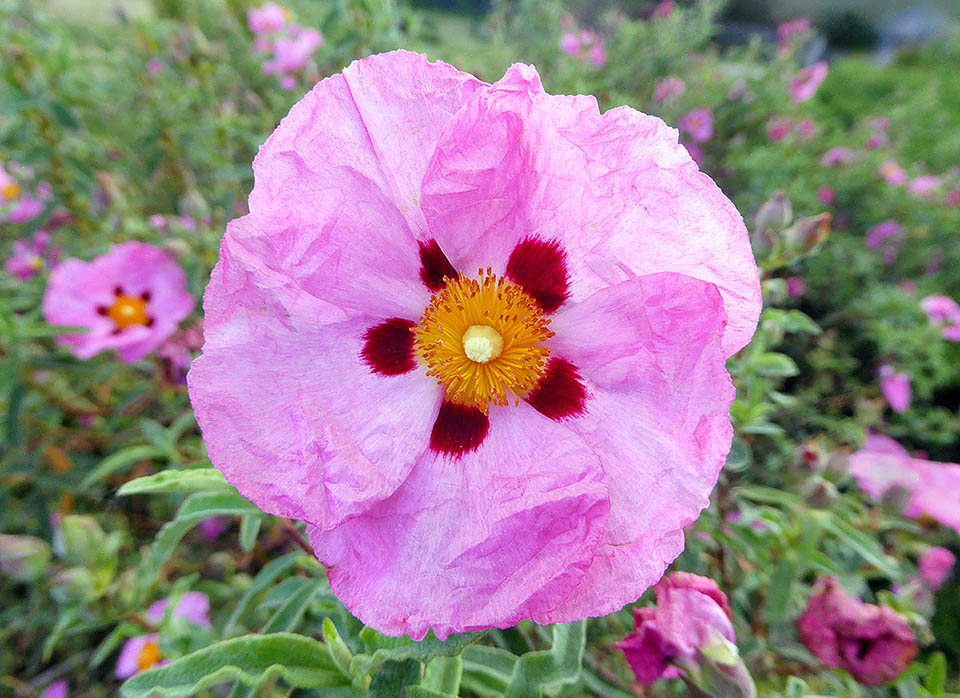 Sono stati selezionati infatti numerosi ibridi. Uno dei più diffusi è Cistus x purpureus nato in natura da Cistus ladanifer x Cistus creticus.