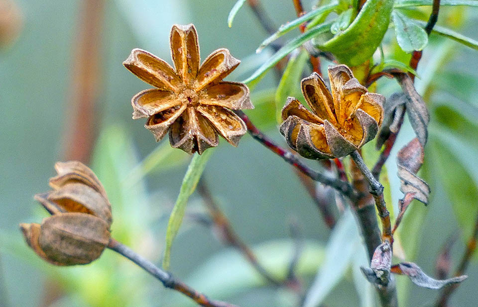 Il frutto di Cistus ladanifer è una capsula ovoidale, pubescente con deiscenza loculicida ripartita anche in 12 logge.